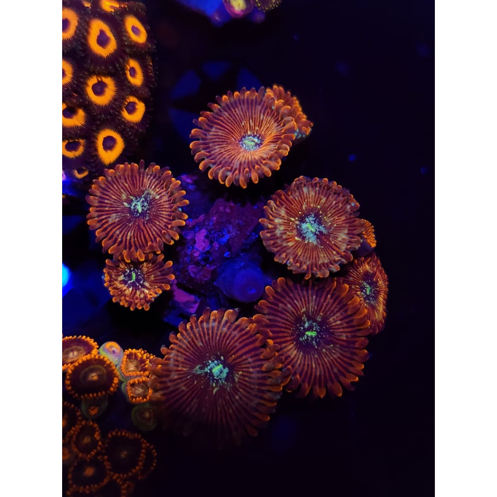 Magician Zoanthid Frag WYSIWYG!