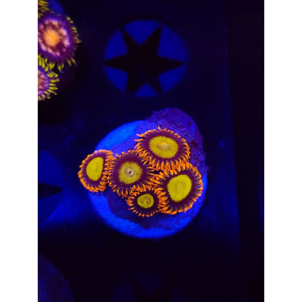 Mandarin Zoanthid Frag WYSIWYG!