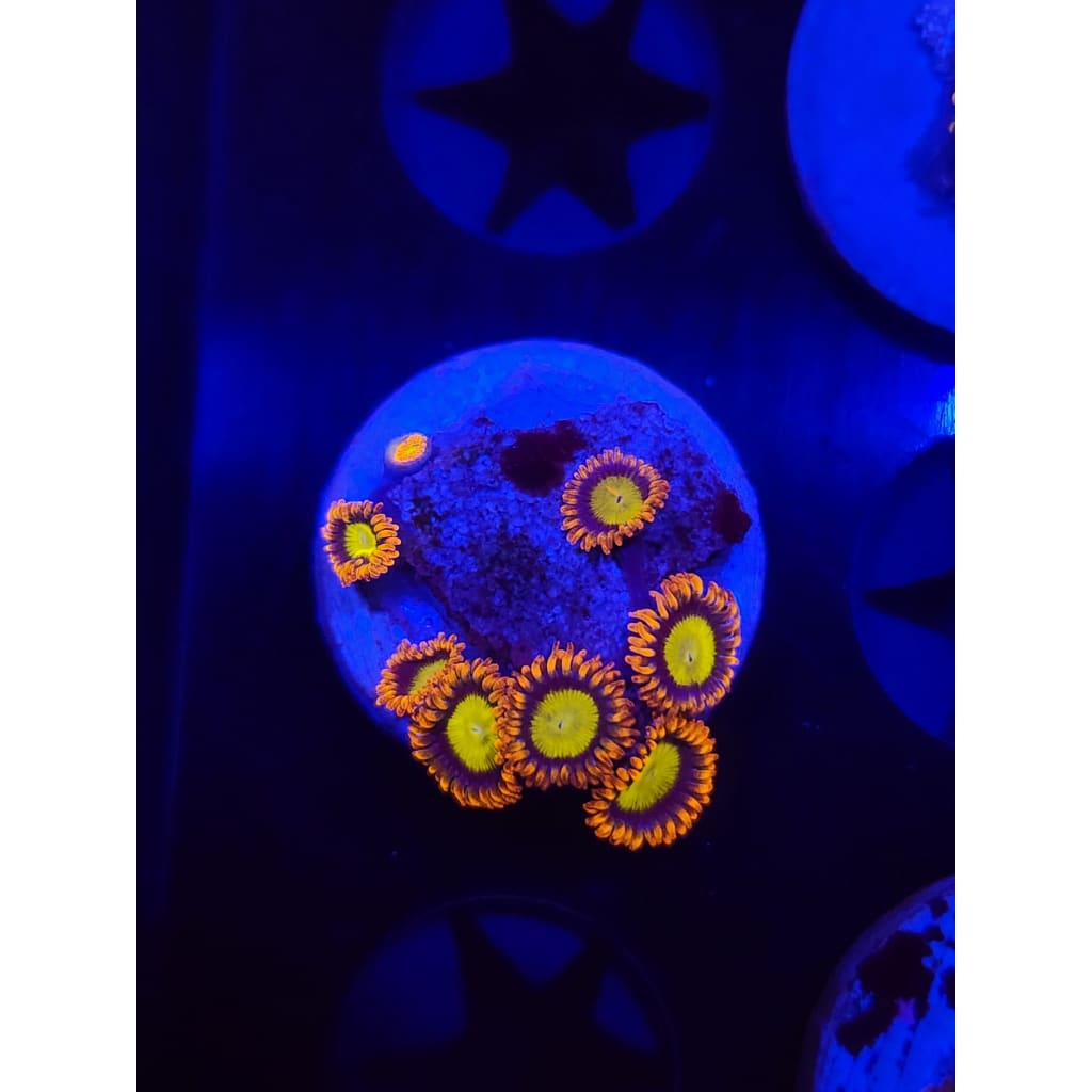 Mandarin Zoanthid Frag WYSIWYG!