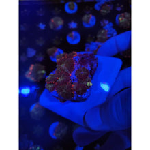 Load image into Gallery viewer, Mardis Gras Bounce Mushroom Colony WYSIWYG!