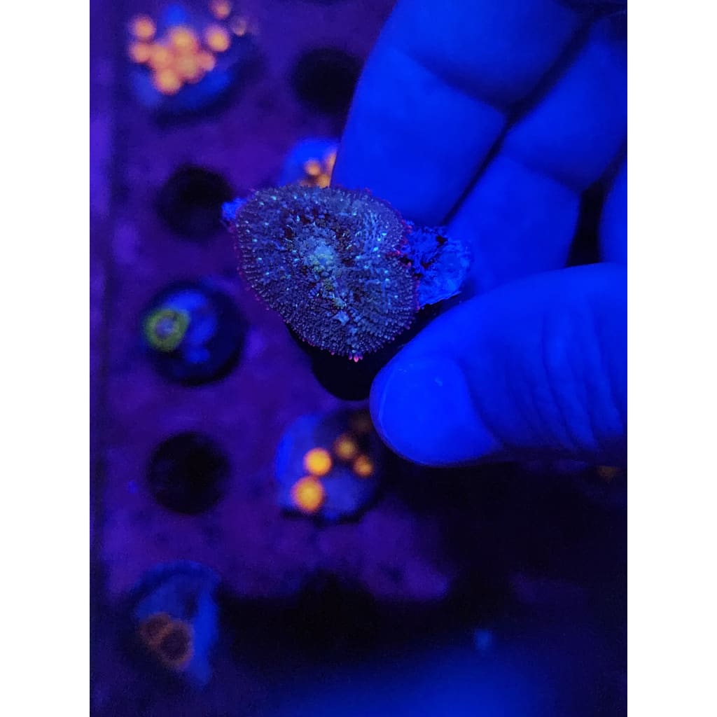 Mardis Gras Bounce Mushroom WYSIWYG!