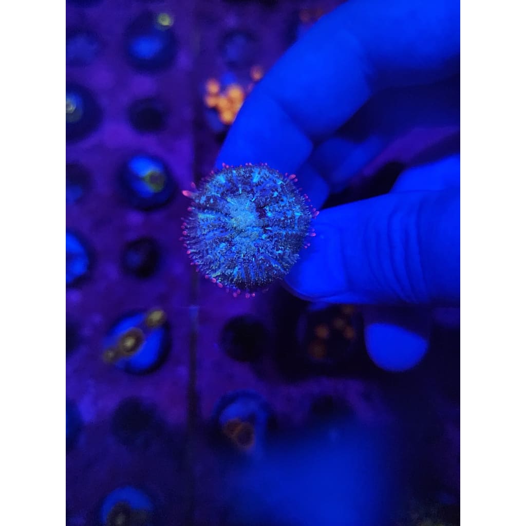 Mardis Gras Bounce Mushroom WYSIWYG!