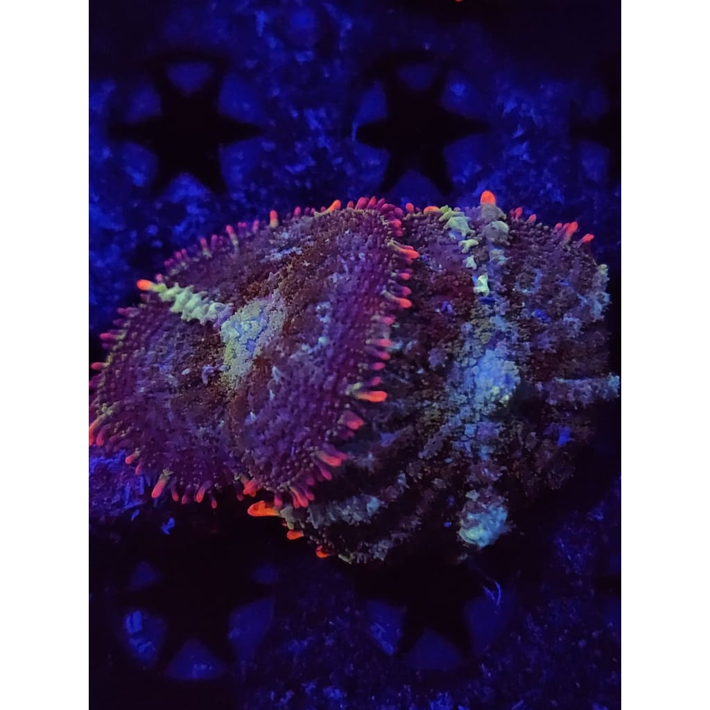 Mardis Gras Bounce Mushroom WYSIWYG!