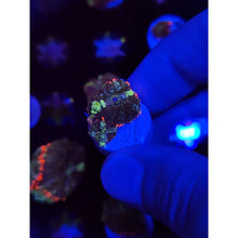 Load image into Gallery viewer, Mardis Gras Bounce Mushrooms WYSIWYG!