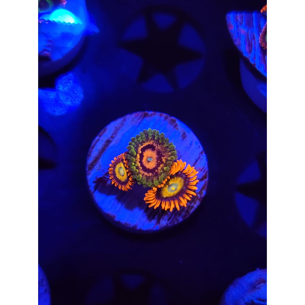 Marvin the Martian Combo Zoanthid Frag WYSIWYG!