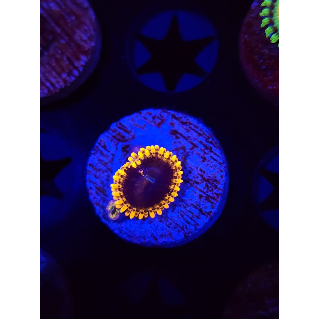 Mesosphere Zoanthid Frag WYSIWYG!