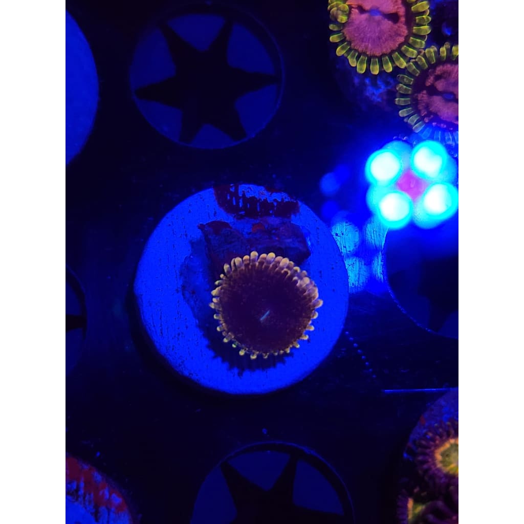 Mesosphere Zoanthid Frag WYSIWYG!