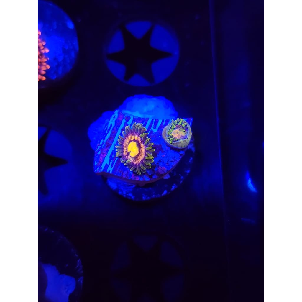 Mister Twister Zoanthid Frag WYSIWYG!
