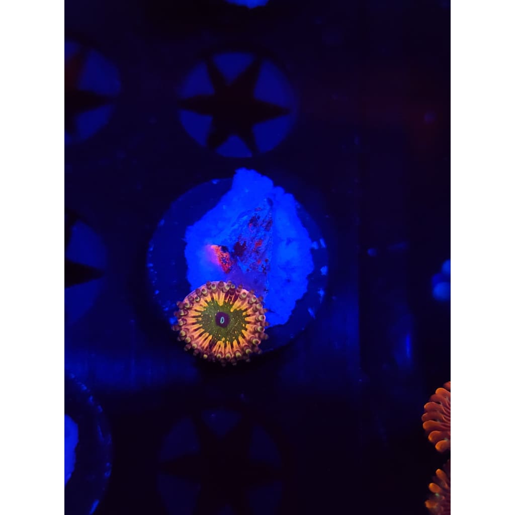 Monsters Inc Zoanthid Frag WYSIWYG!