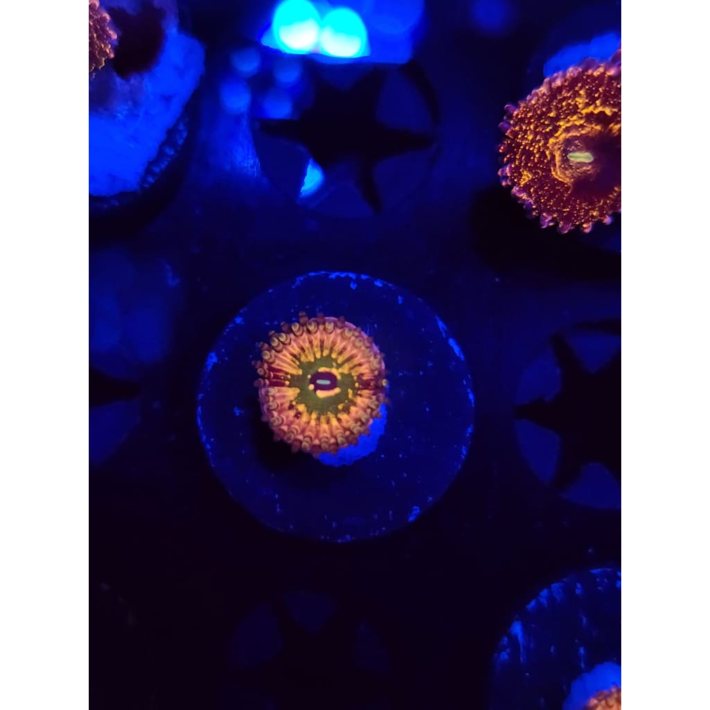 Monsters Inc Zoanthid Frag WYSIWYG!