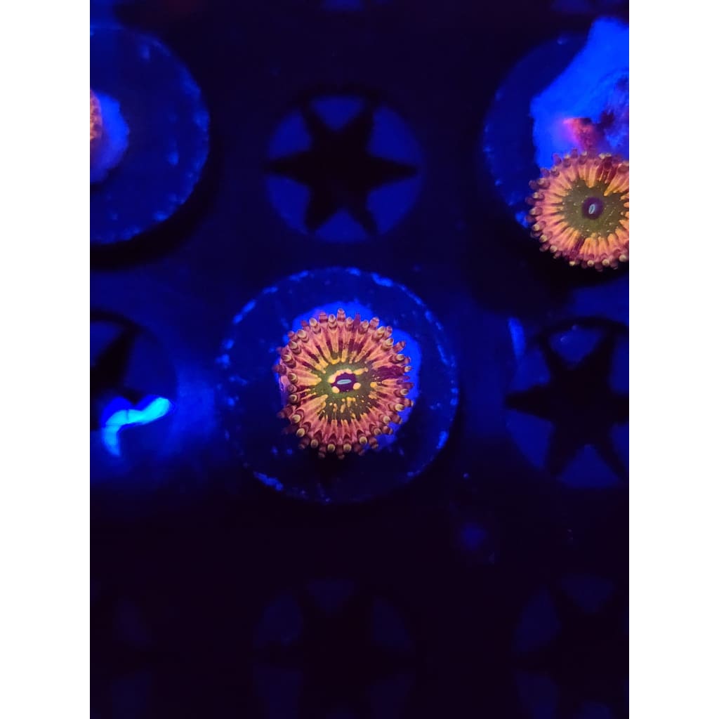 Monsters Inc Zoanthid Frag WYSIWYG!