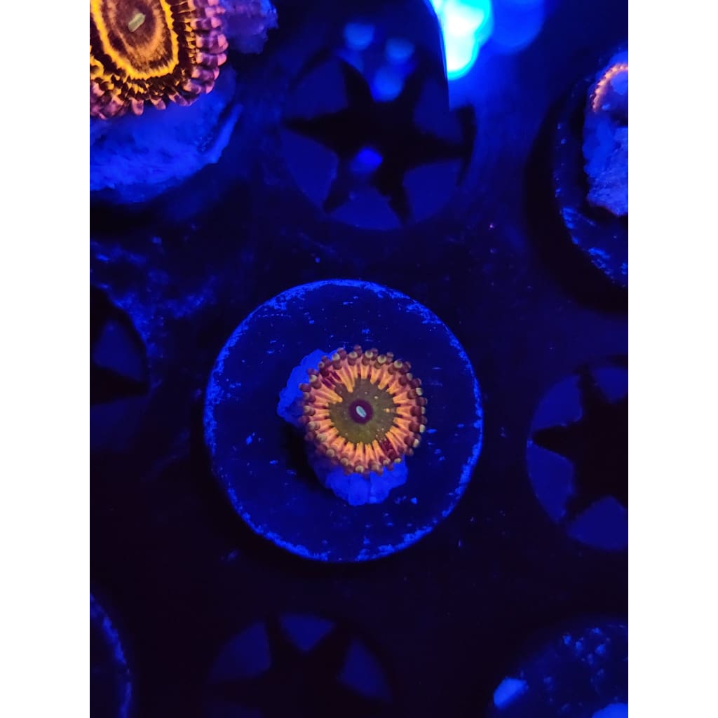 Monsters Inc Zoanthid Frag WYSIWYG!