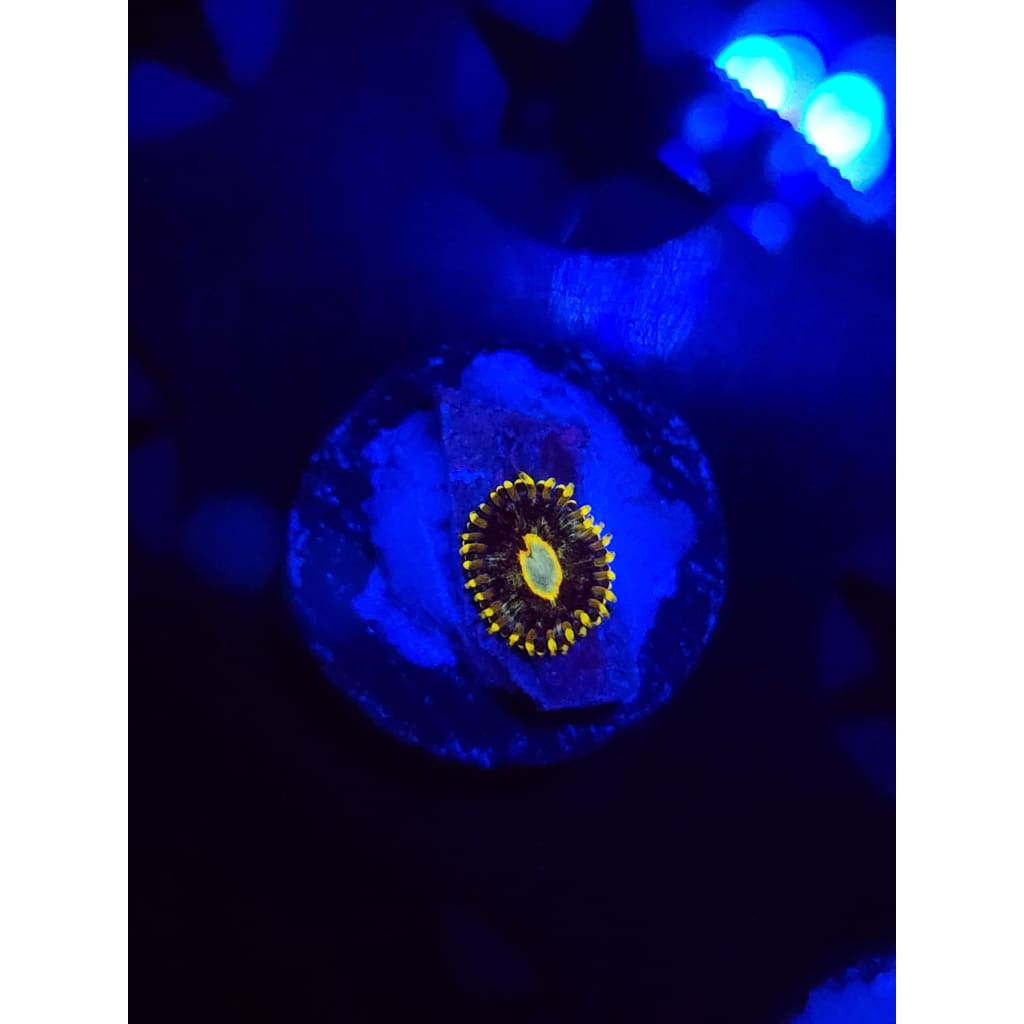 Murder Hornet Zoanthid Frag WYSIWYG!