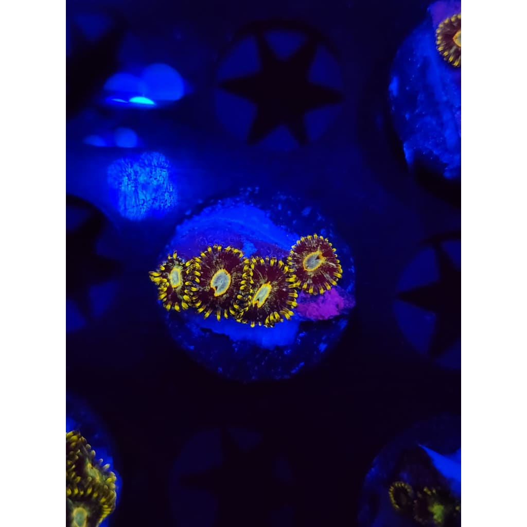 Murder Hornet Zoanthid Frag WYSIWYG!