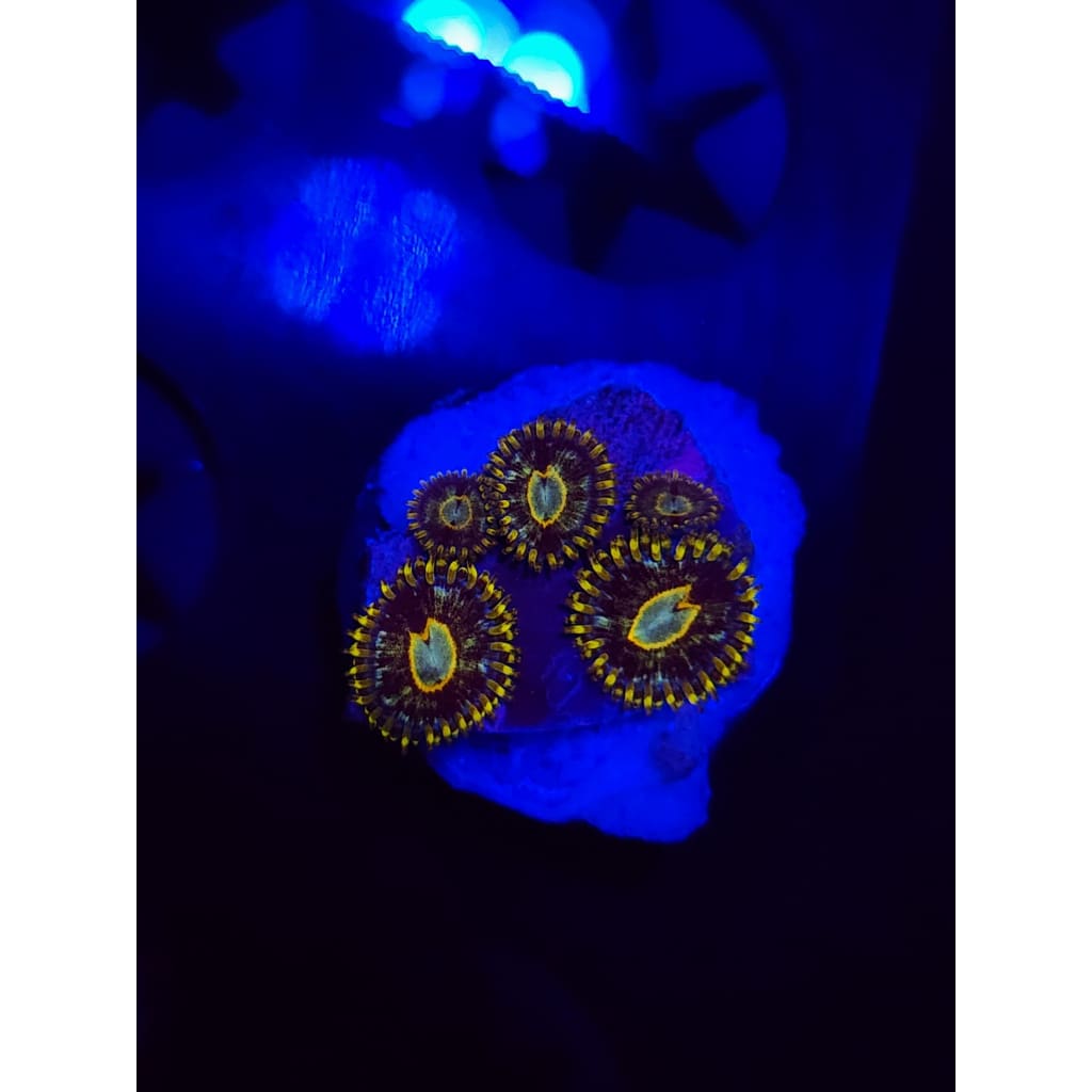 Murder Hornet Zoanthid Frag WYSIWYG!