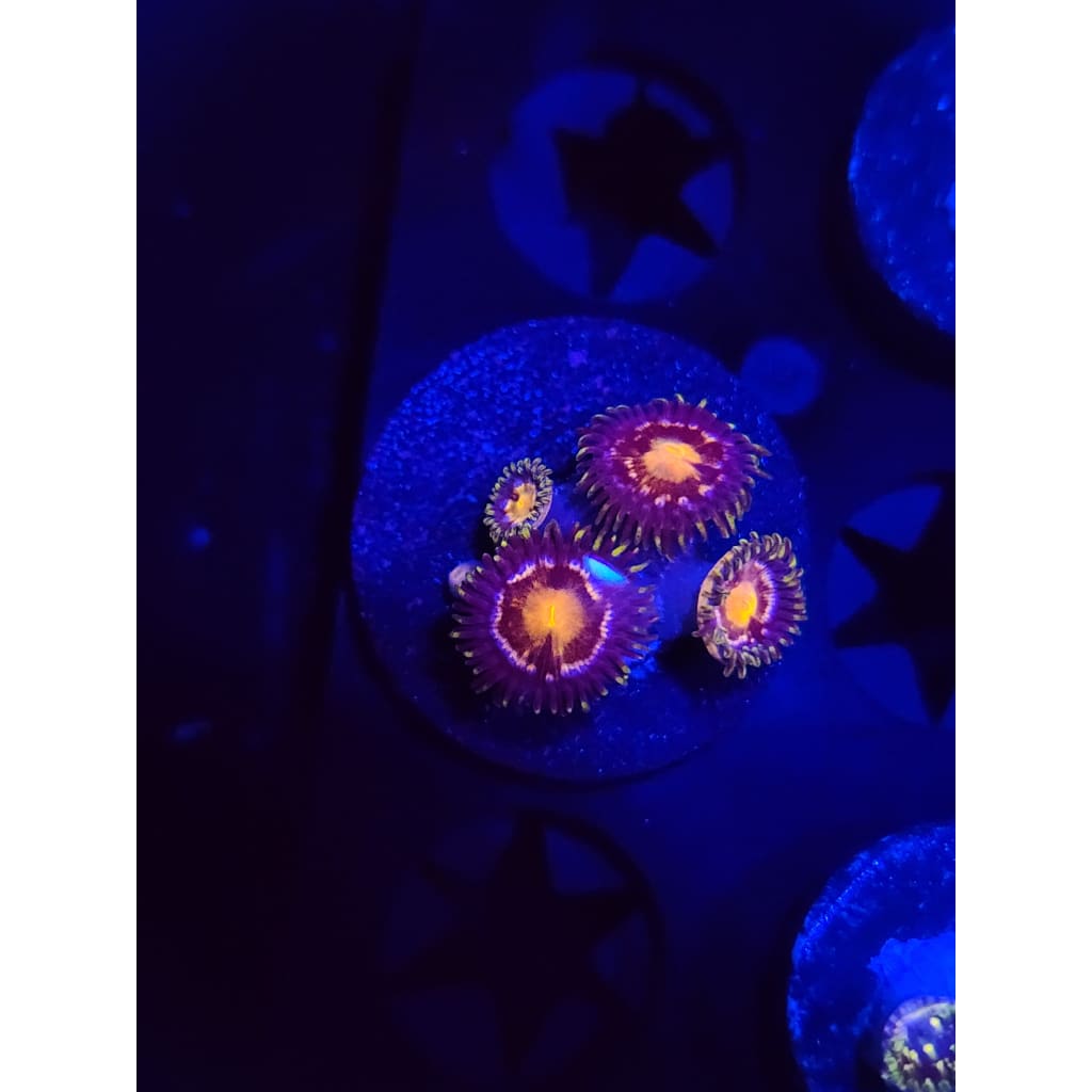Nebula Zoanthid Frag WYSIWYG!