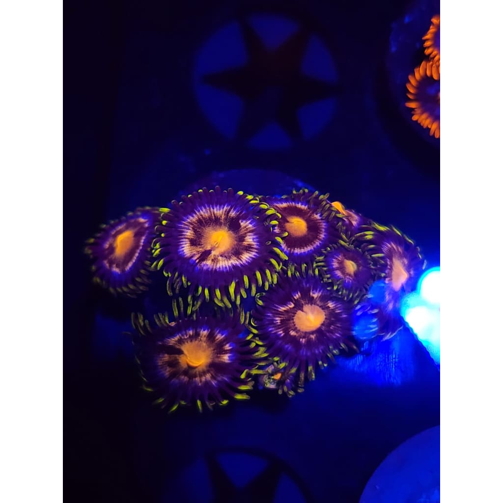 Nebula Zoanthid Frag WYSIWYG!