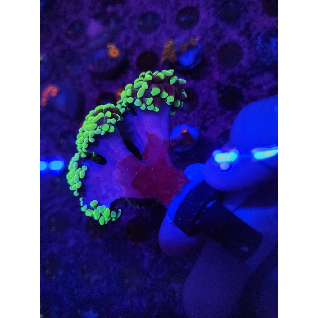 Neon Green Hammer Coral Colony WYSIWYG!