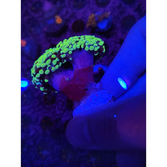 Neon Green Hammer Coral Colony WYSIWYG!