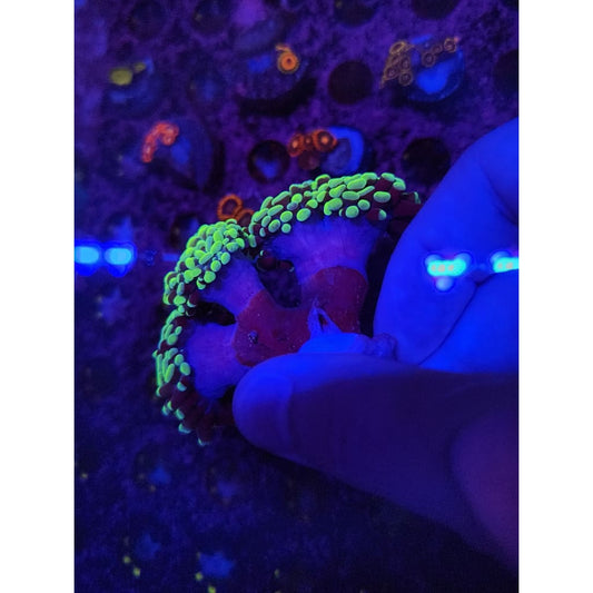 Neon Green Hammer Coral Colony WYSIWYG!