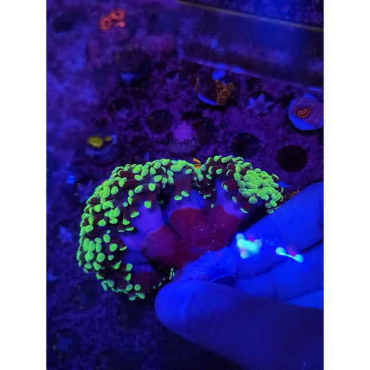Neon Green Hammer Coral Colony WYSIWYG!