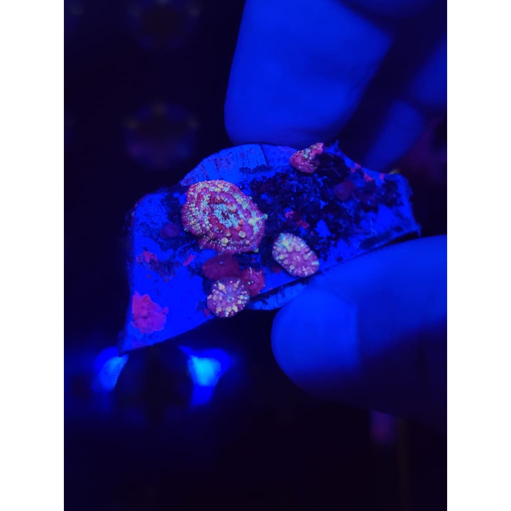 Neptune Bounce Mushroom Colony WYSIWYG!