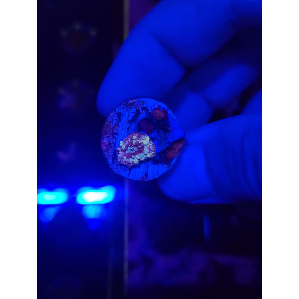 Neptune Bounce Mushroom Colony WYSIWYG!