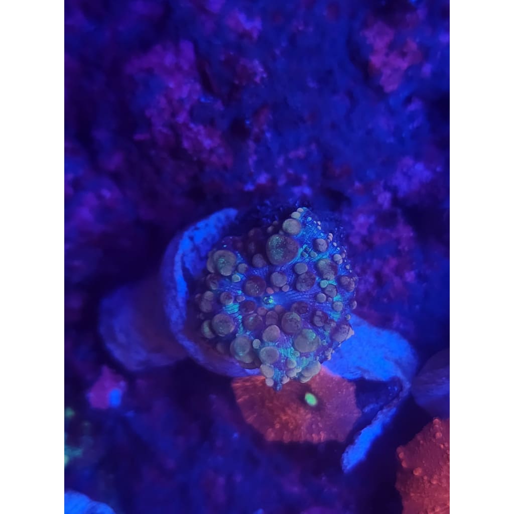 Neptune Bounce Mushroom WYSIWYG!