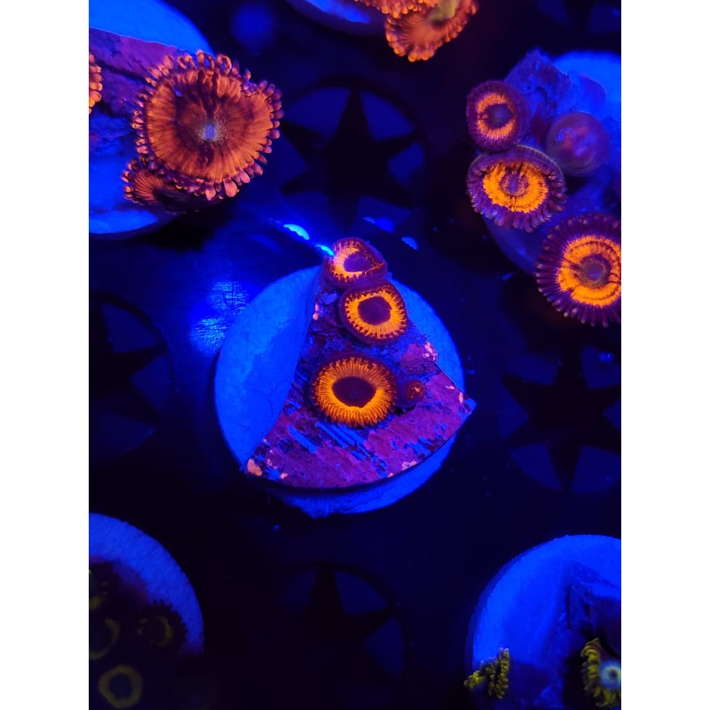 Orange Implosions Zoanthid Frag WYSIWYG!