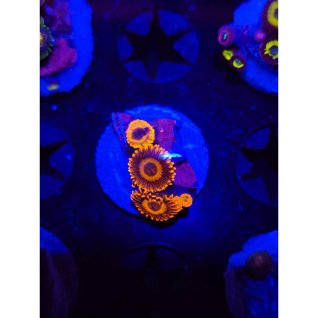 Orange Oxide Zoanthid Frag WYSIWYG!