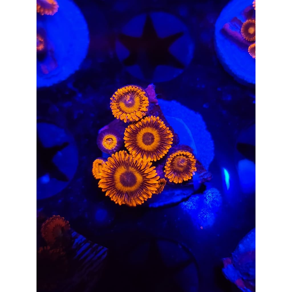 Orange Oxide Zoanthid Frag WYSIWYG!