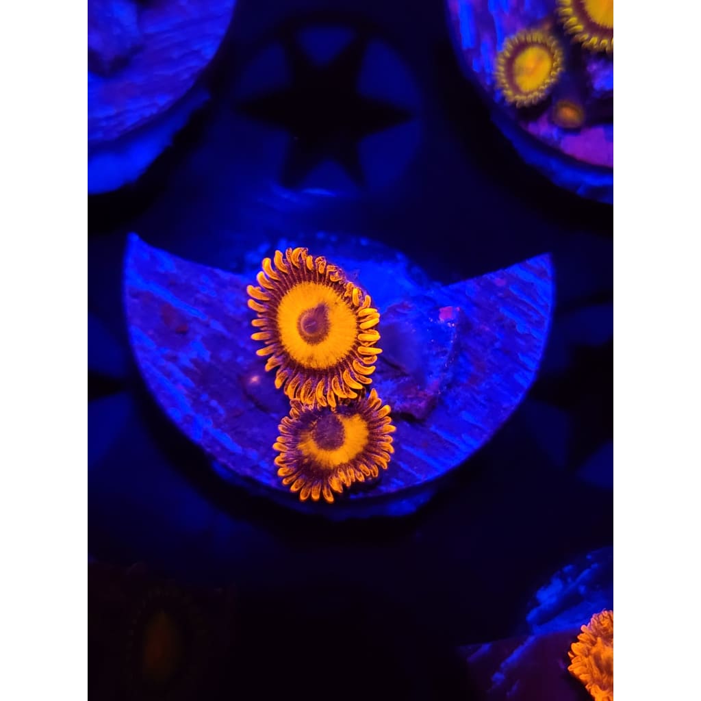 Orange Oxide Zoanthid Frag WYSIWYG!