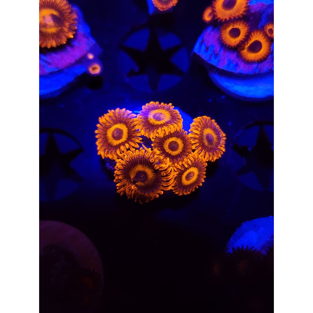 Orange Oxide Zoanthid Frag WYSIWYG!