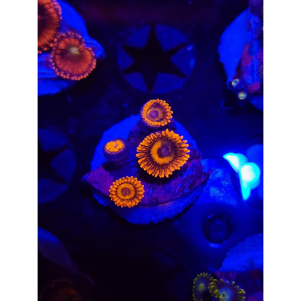 Orange Oxide Zoanthid Frag WYSIWYG!