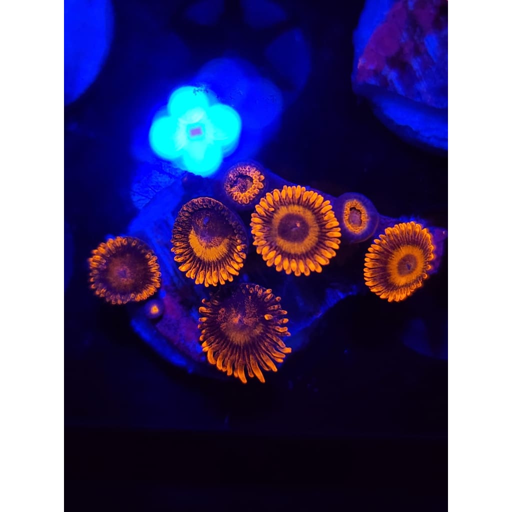 Orange Oxide Zoanthid Frag WYSIWYG!