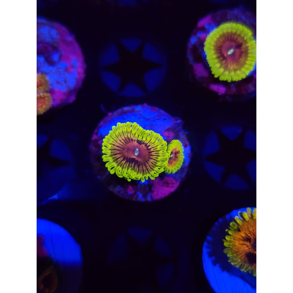 Oscar the Grouch Zoanthid Frag WYSIWYG!