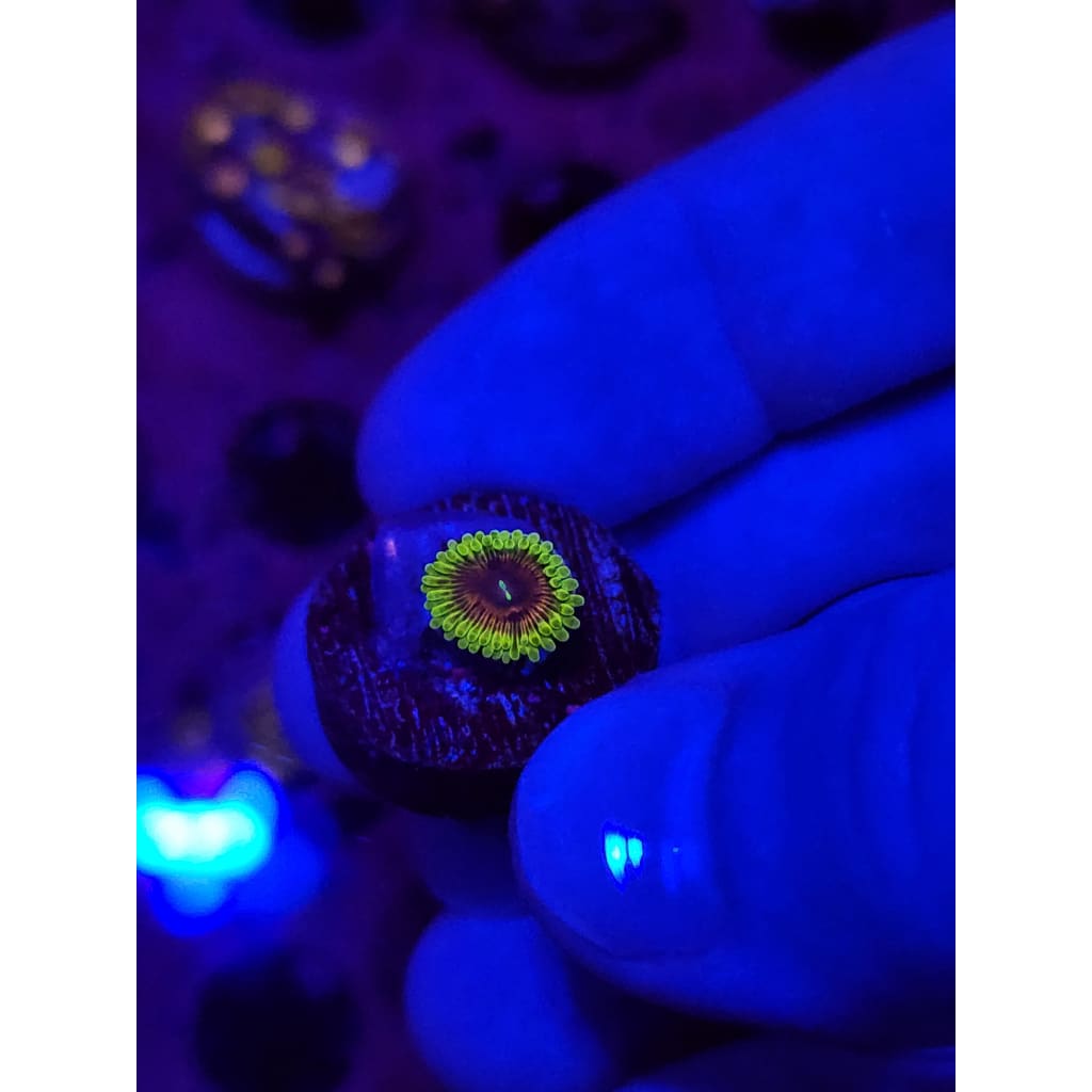 Oscar The Grouch Zoanthid Frag WYSIWYG!