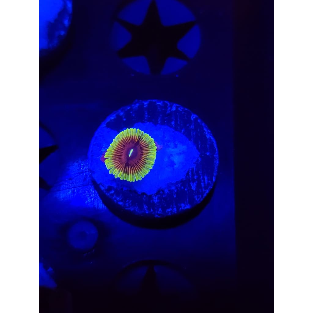 Oscar The Grouch Zoanthid Frag WYSIWYG!