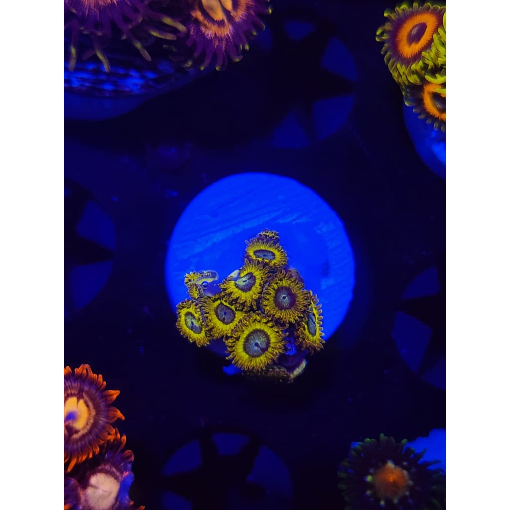 Pikachu Zoanthid Frag WYSIWYG!
