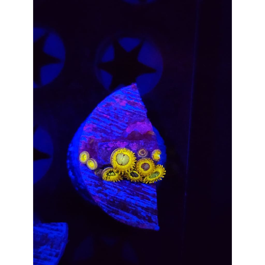 Pikachu Zoanthid Frag WYSIWYG!