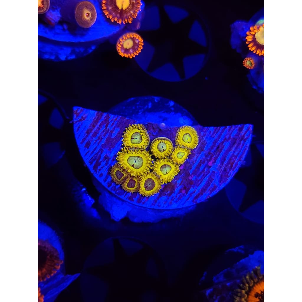 Pikachu Zoanthid Frag WYSIWYG!