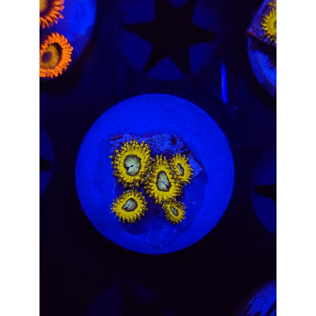 Pikachu Zoanthid Frag WYSIWYG!