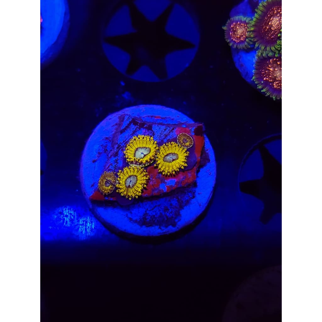 Pikachu Zoanthid Frag WYSIYWG!
