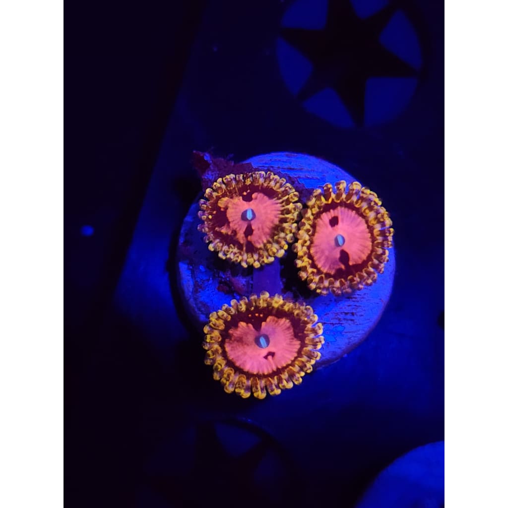 Pink Diamond Zoanthid Frag WYSIWYG!
