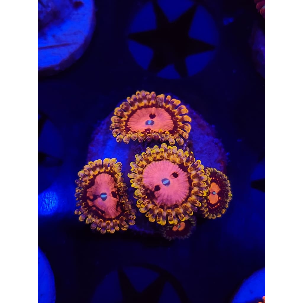 Pink Diamonds Zoanthid Frag WYSIWYG!