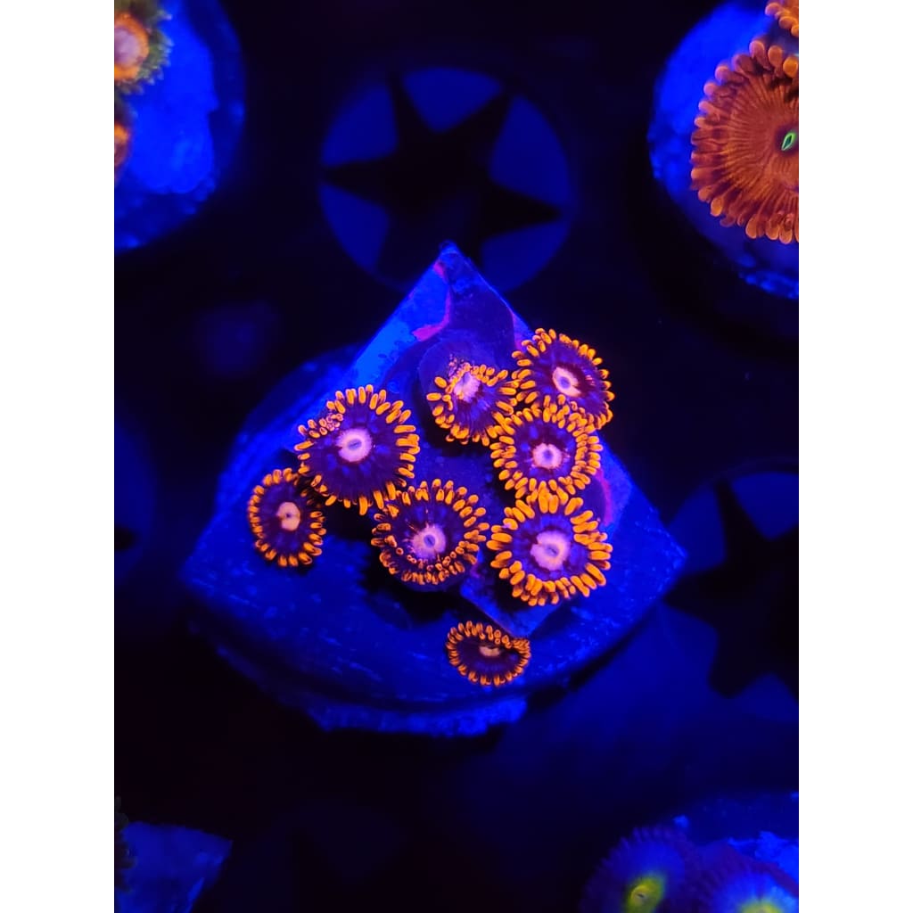 Pink Eye Zoanthid Frag WYSIWYG!