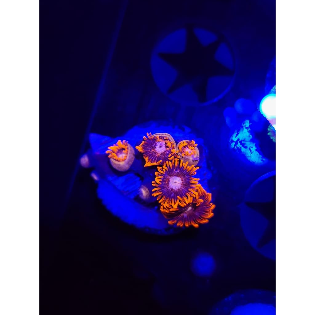 Pink Eye Zoanthid Frag WYSIWYG!
