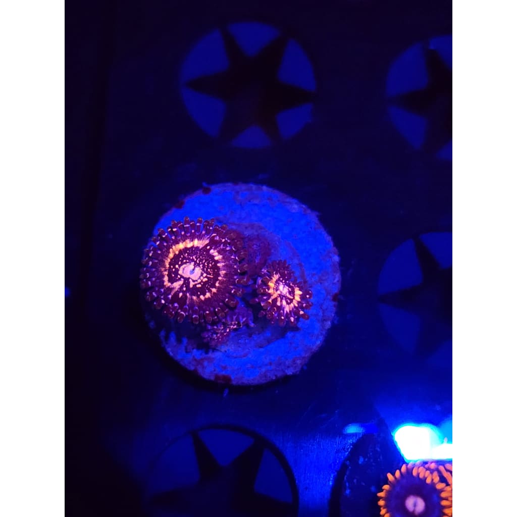 Pink Zippers Zoanthid Frag WYSIYWG!