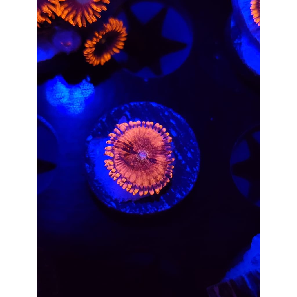 Playboy Bunny Zoanthid Frag WYSIWYG!