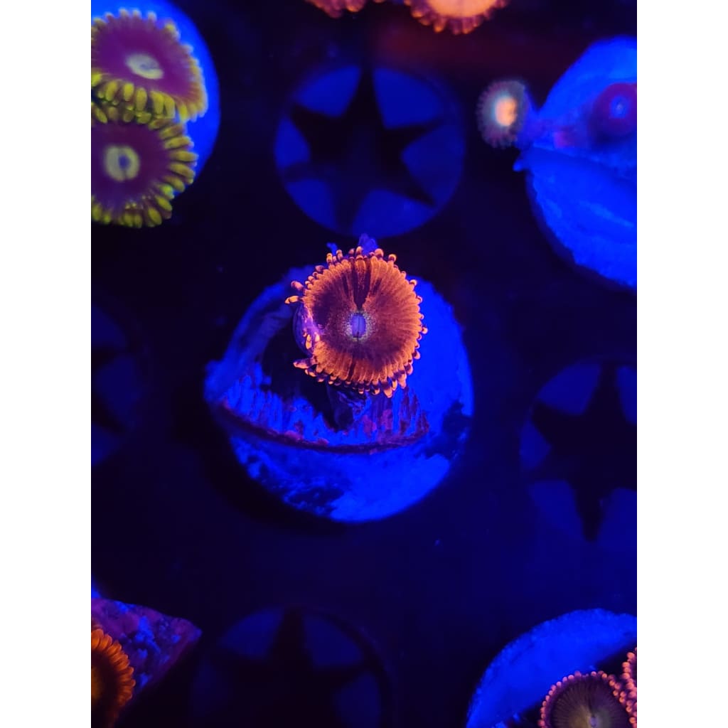 Playboy Bunny Zoanthid Frag WYSIWYG!